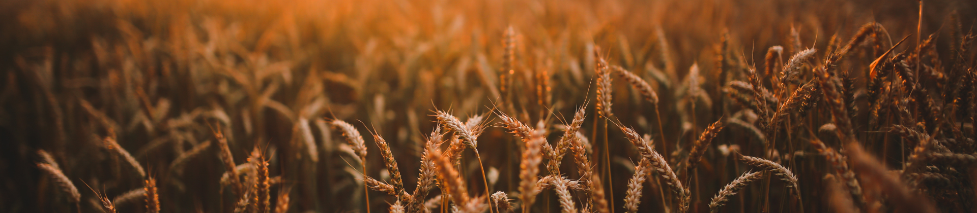3º Fórum de Seguros Agrícolas