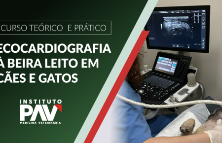 Ecocardiografia à beira leito em cães e gatos -  Teórico + Prático