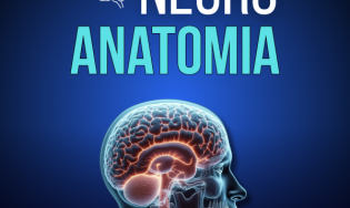 Neuroanatomia