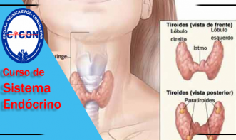 SISTEMA ENDÓCRINO