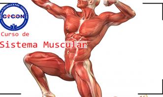 SISTEMA MUSCULAR