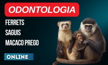 Odontologia | Ferrets, Saguis e Macaco Prego