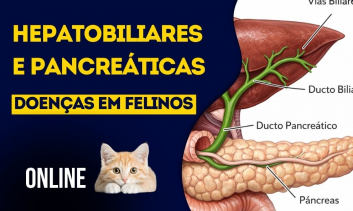 Doença Hepatobiliares e Pancreáticas em Felinos | EAD