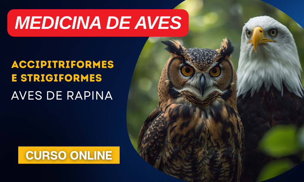 Medicina de Aves  de Rapina | Accipitriformes e Strigiformes