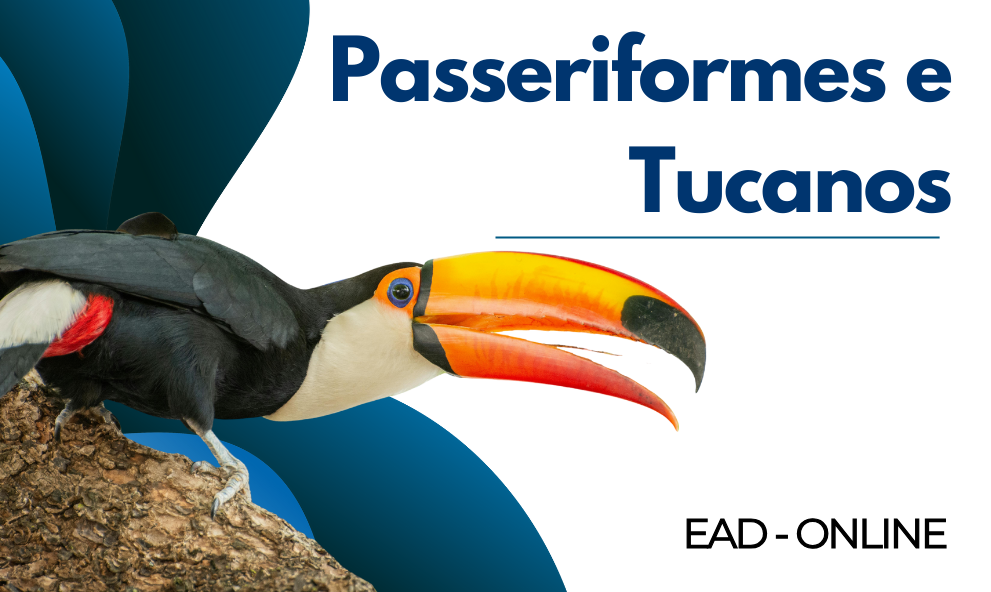 Medicina de aves | Passeriformes e Tucanos