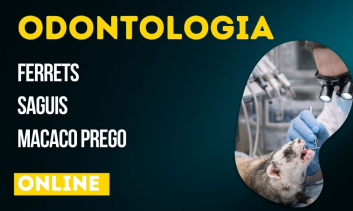 Odontologia | Ferrets, Saguis e Macaco Prego