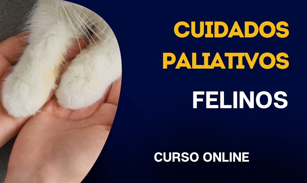 Cuidados Paliativos em Felinos | EAD