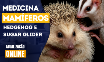Medicina de Mamíferos| Hedgehog e Sugar Glider