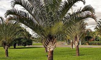 ARI ANTONIO FRANCISCHINI