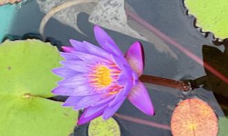 Jane Carmem de Souza