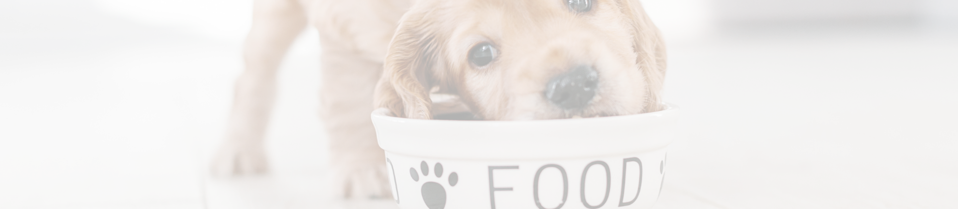 Nutrição Veterinária