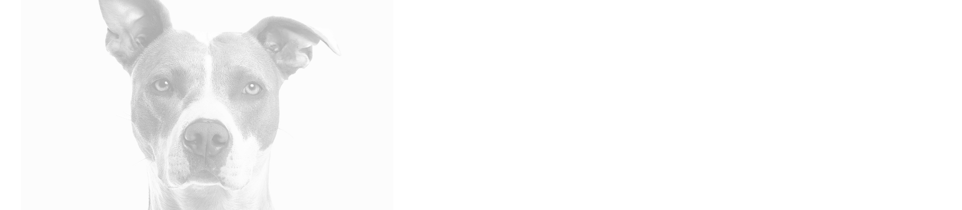 Radiologia Veterinária