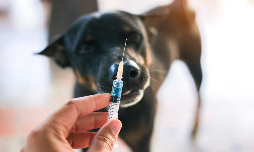 Procedimentos Laboratoriais e Biossegurança para as Áreas de Veterinária e Análises Clínicas