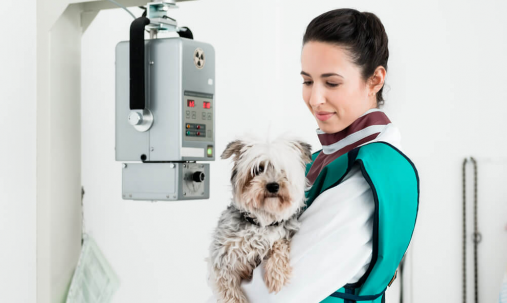 Radiologia Veterinária