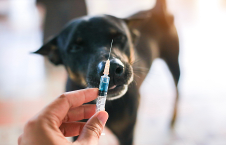 Procedimentos Laboratoriais e Biossegurança para as Áreas de Veterinária e Análises Clínicas