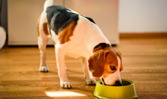 Nutrição Veterinária