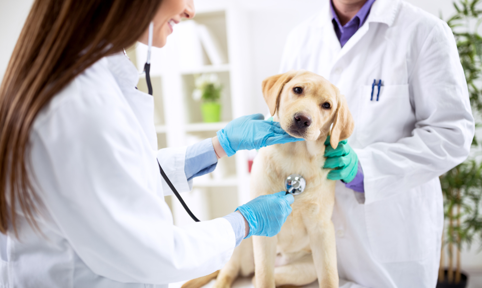 Bases de Farmacologia e Toxicologia Veterinária