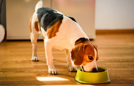 Nutrição Veterinária
