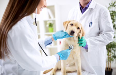 Bases de Farmacologia e Toxicologia Veterinária