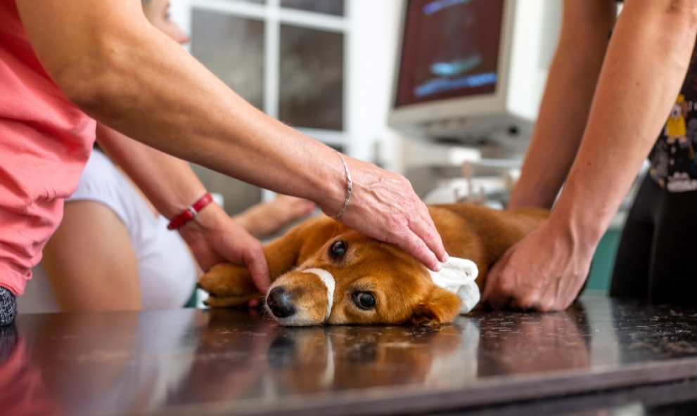DIAGNÓSTICO POR IMAGEM DE PEQUENOS ANIMAIS