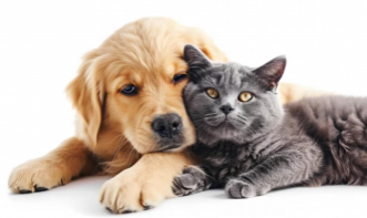 DERMATOLOGIA EM CÃES E GATOS