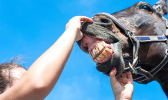 CLÍNICA E ODONTOLOGIA DE EQUINOS