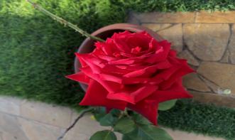 Maria Auxiliadora Zanin