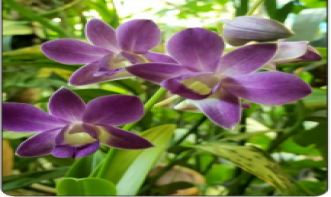 Francisca Sandra Monteiro de Morais Barbosa