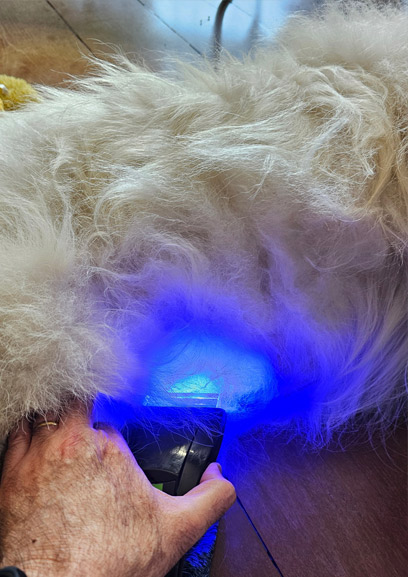 APLICAÇÃO DA LUZ AZUL EM CICATRIZAÇÃO DE FERIDAS