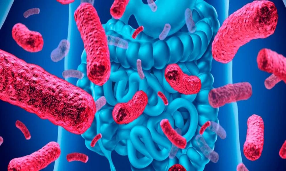 Impacto da dieta na microbiota intestinal