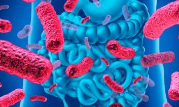 Impacto da dieta na microbiota intestinal