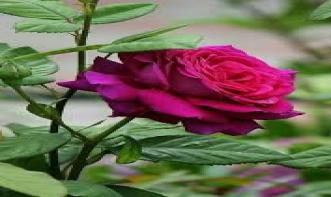 MARCIA ELISABETE MARTINS DA ROSA