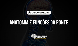 Anatomia e Funções da Ponte