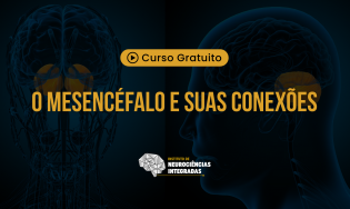 O Mesencéfalo e suas Conexões