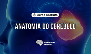 Anatomia do Cerebelo