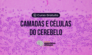 Camadas e Células do Cerebelo