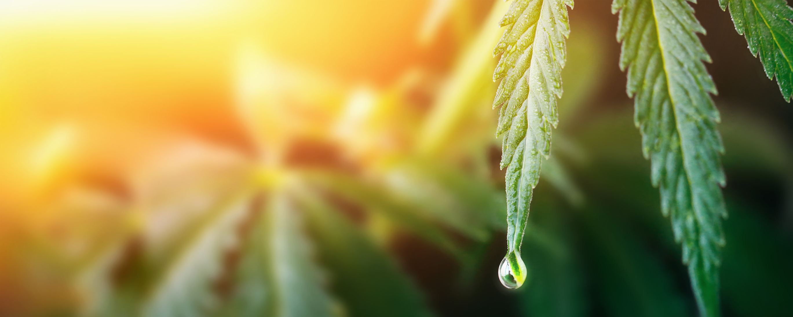 Conheça os benefícios da Cannabis Medicinal