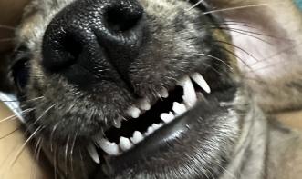 Giovana dos Santos Freire