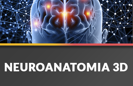 Neuroanatomia 3D