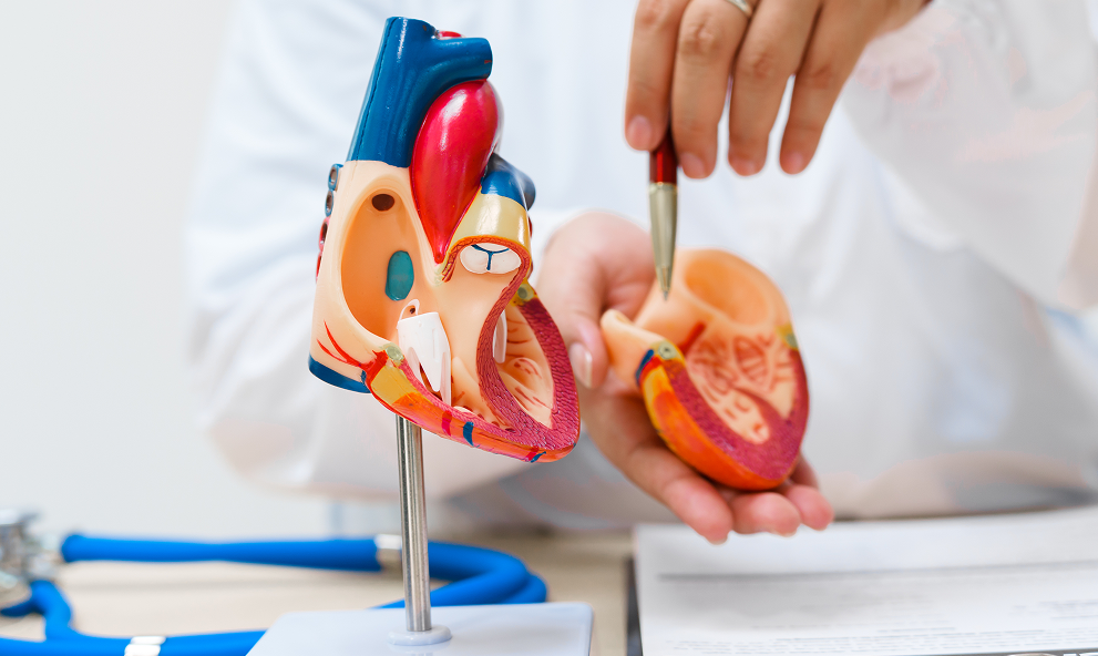 Sistema Cardiovascular em Neonatologia e Pediatria