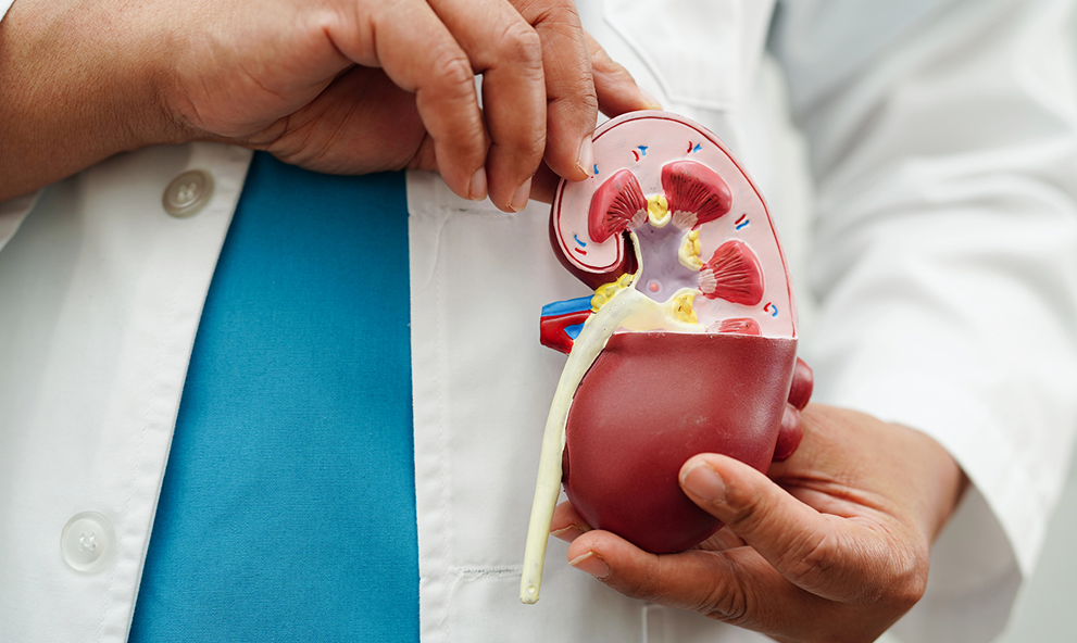 Sistema Renal e Métodos Dialíticos em Neonatologia e Pediatria