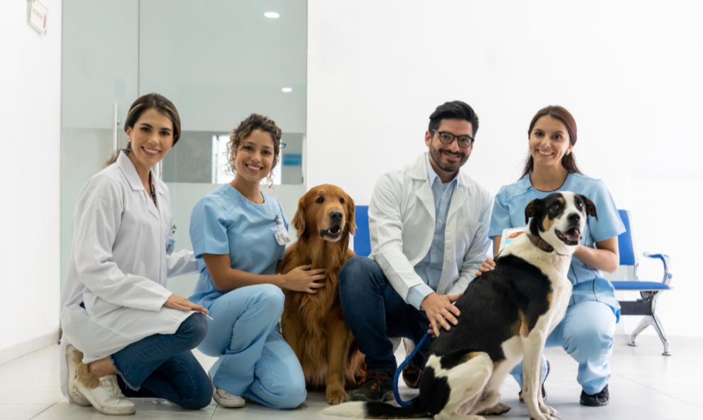 CLÍNICA GERAL DE PEQUENOS ANIMAIS: VAI SEM MEDO VET