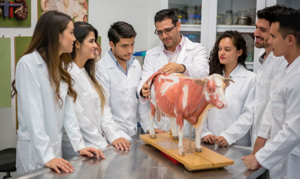 GRADUAÇÃO EM MEDICINA VETERINÁRIA
