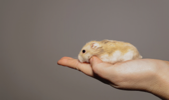 CLÍNICA DE PETS NÃO CONVENCIONAIS