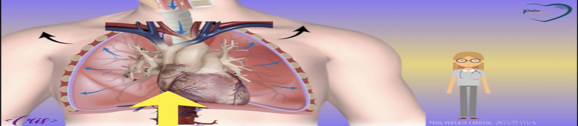 Interação Cardiopulmonar - videoaula/animação